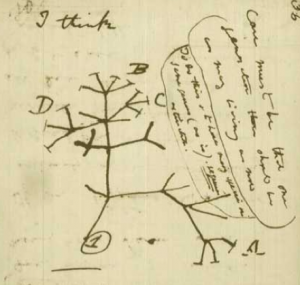 Eine Seite aus Darwins Notizbuch